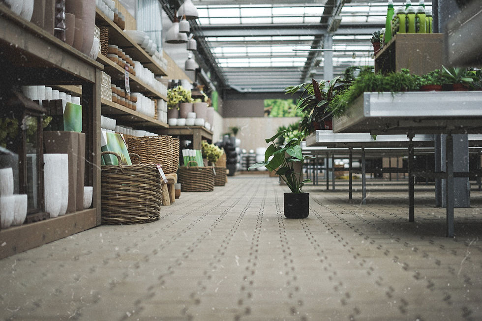 Searching%20for%20the%20Monstera%20Deliciosa%20brought%20us%20to%20a%20local%20garden%20center%2C%20